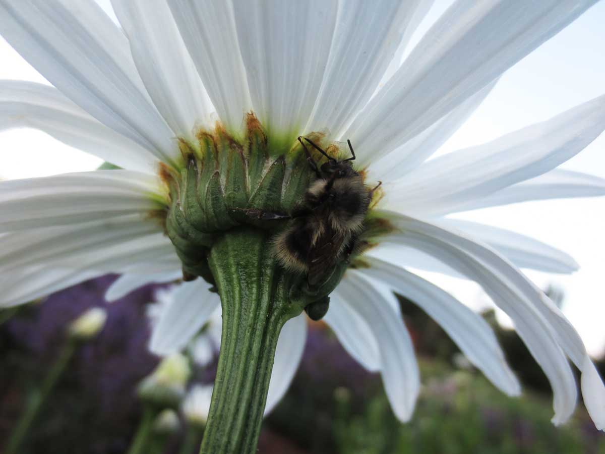 Bee different by Susan Fluegel